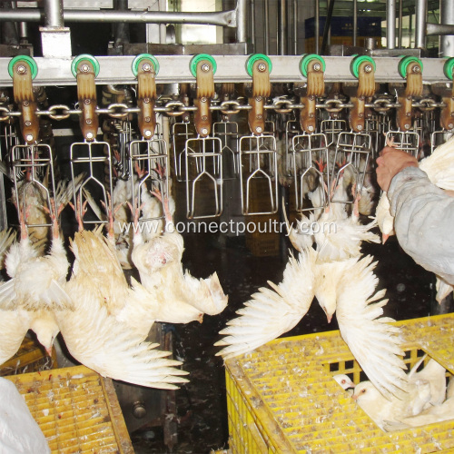 automatic quail processing equipment